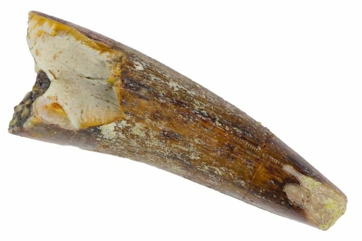 Serrated, Fossil Phytosaur Tooth - Arizona #145008